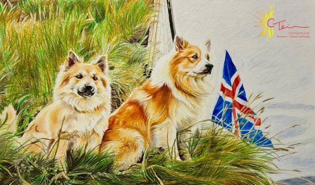 July 18th - Icelandic Sheepdog Day