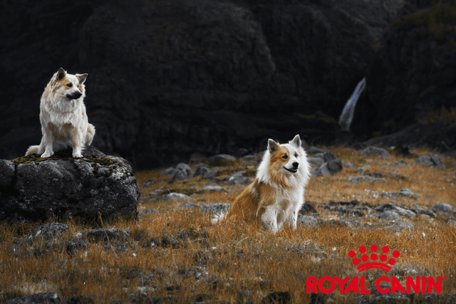 Nýr styrktaraðili - Royal Canin