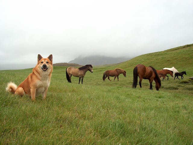 Stories about Icelandic sheep dogs