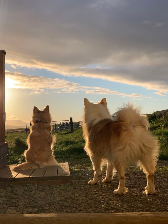 Pish for thee Iceland Dog! Thou prick-ear´d cur of Iceland!