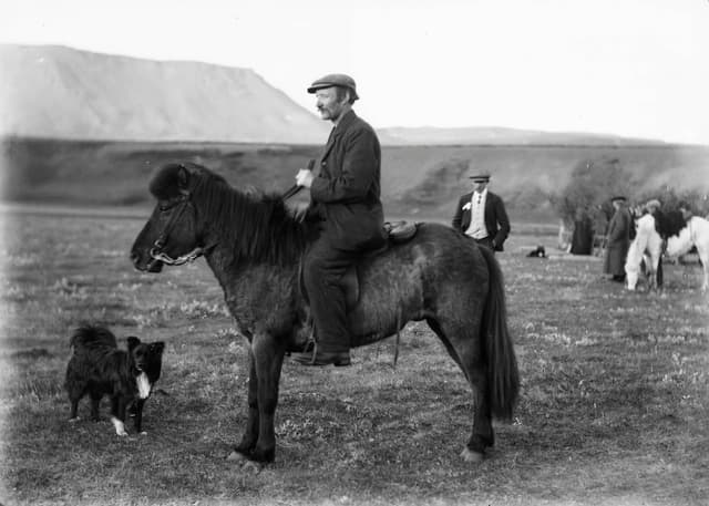 Dog Epidemics in Iceland