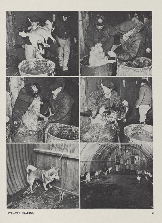 Hydatid disease and deworming