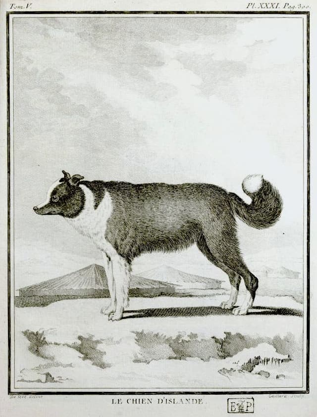 Chien de l'Islande 1755