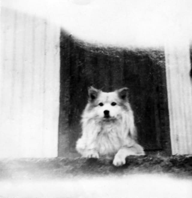 Origin of the Icelandic sheep dog