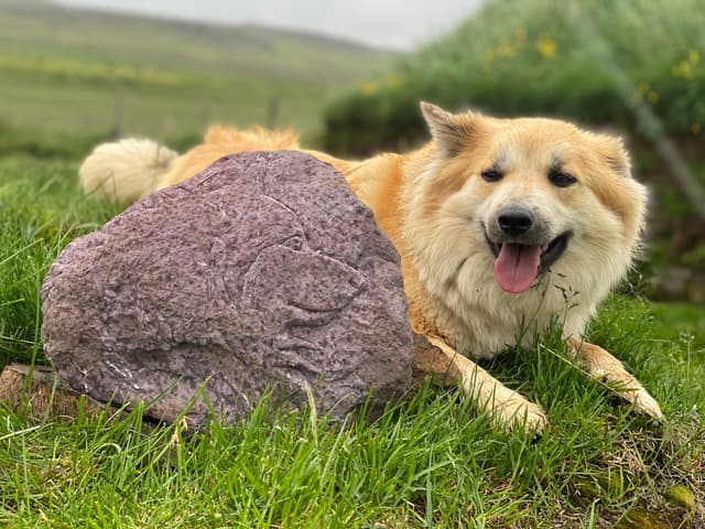 Artwork in honour of the Icelandic sheepdog