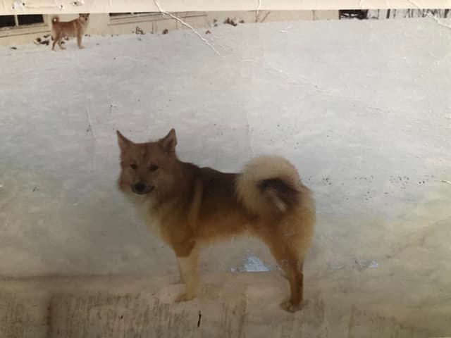 Strútur, Kolur, and Mark Watson