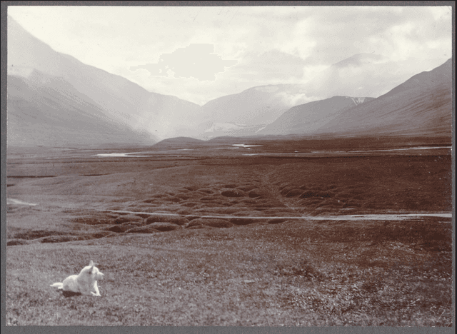 Dogs during the settlement of Iceland