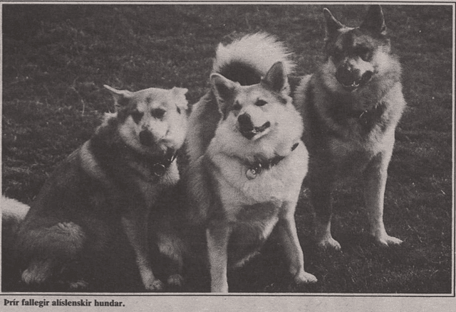 What is the status of the Icelandic Sheepdog today?