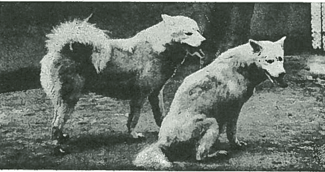 Zoological garden in Copenhagen