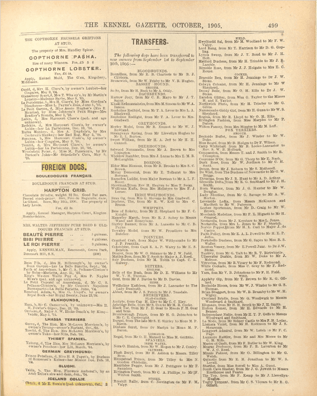 The Icelandic sheep dog in Great Britain