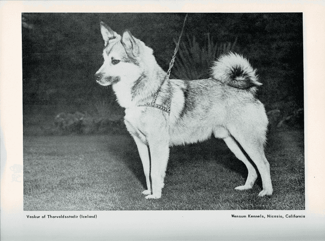 Vaskur of Thorvaldsstadir - the HRFÍ logo model