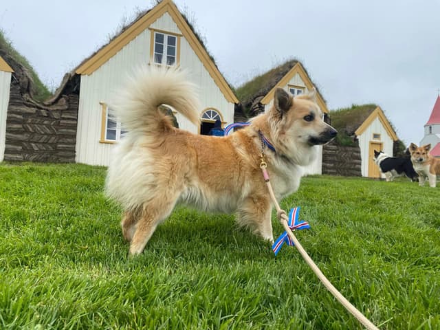 Happy Icelandic Sheepdog day!